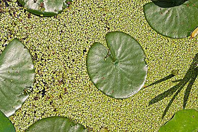 《宝可梦：朱＆紫》官方线上大赛将于11月3日举行