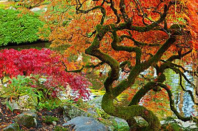 《狗狗崛起》steam页面上线 情感系狗狗与主人冒险物语